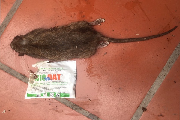 Công dụng của thuốc diệt chuột Biorat