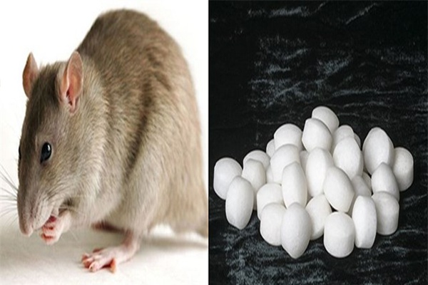 Thuốc diệt chuột dạng Vitamin K được sử dụng rộng rãi
