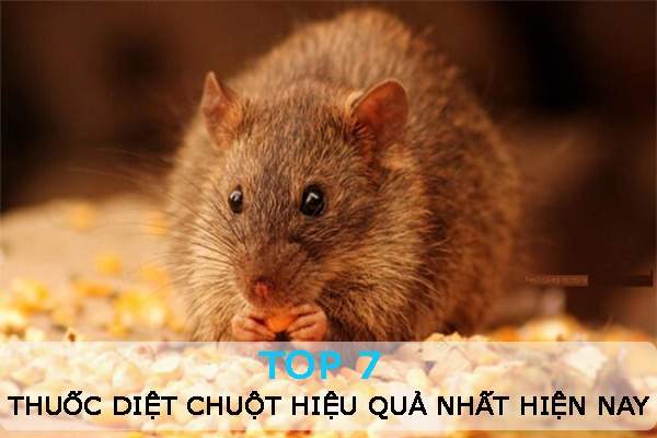 Top 7 thuốc diệt chuột hiệu quả và an toàn nhất hiện nay